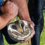 Farrier comparing thin and thick hoof knife blades for trimming efficiency