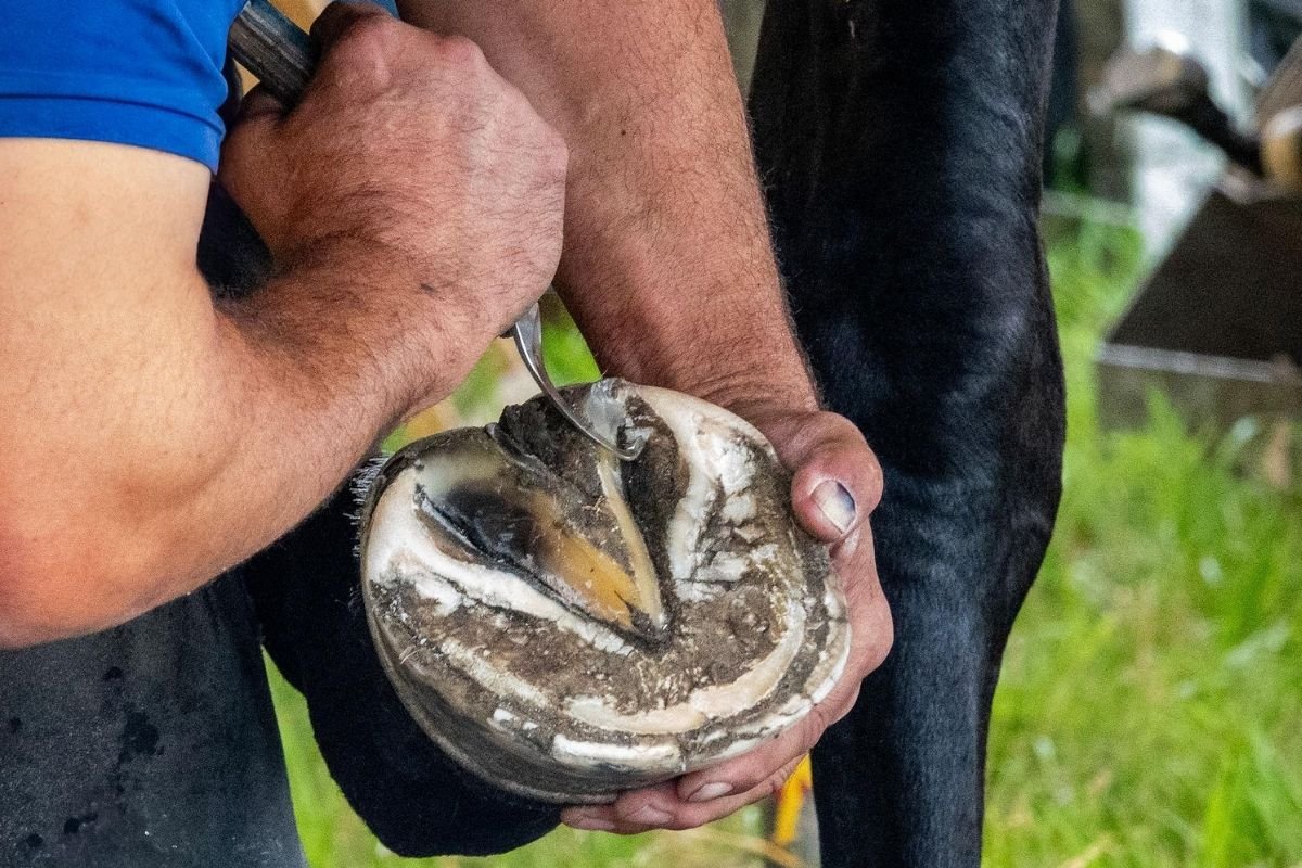 Farrier comparing thin and thick hoof knife blades for trimming efficiency