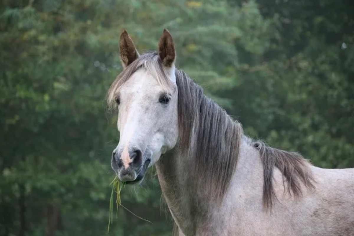 prebiotics postbiotics synbiotics for equine gut health