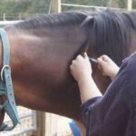 Horse with swollen lymph nodes showing symptoms of strangles disease