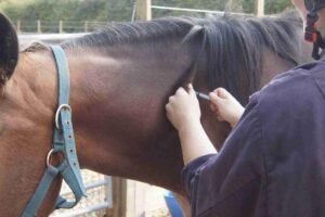 Strangles Vaccine Awareness Gap Highlighted in New Owner Survey