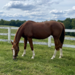First Day of Spring flowers blooming during Spring Equinox