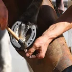 essential farrier tools for horse hoof care