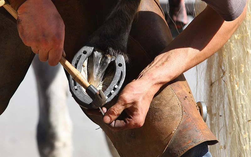 essential farrier tools for horse hoof care