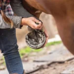 horse farrier trimming horse hooves