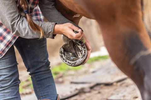 Professional farrier providing horse hoof care
