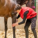 Horse standing on stable bedding during equine health survey
