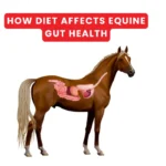 How Diet Affects Equine Gut Health