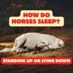 How Do Horses Sleep Standing Up or Lying Down