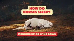 How Do Horses Sleep? Standing Up or Lying Down