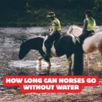 How Long Can Horses Go Without Water