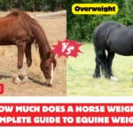 How Much Does a Horse Weigh Complete Guide to Equine Weight