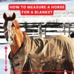 How to Measure a Horse for a Blanket Complete Guide for the Perfect Fit in 2026