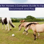 Toys for Horses The Complete Guide to Equine Enrichment and Play