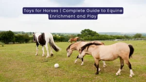 Toys for Horses: The Complete Guide to Equine Enrichment and Play