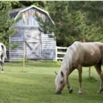 Equine Care Innovation & Wellness Expo showcasing modern horse care solutions
