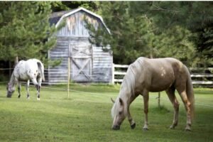 Equine Care Innovation & Wellness Expo