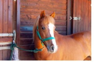 Why Farrier Aprons Are Essential for Injury Prevention: Field-Tested Insights and Expert Analysis