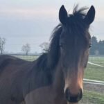 Horse misdiagnosed as naughty showing transformation and recovery