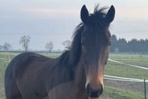 Every Step Has Been Worth It: Owner Shares Journey of Horse Misdiagnosed as “Naughty”