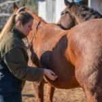 Horse showing behavior problems linked to gut health issues