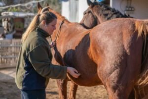 Horse Behavior Problems and Gut Health: A Gut-Check
