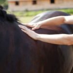 Horse showing signs of equine metabolic syndrome EMS with fat deposits