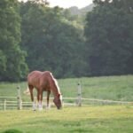 Equine land use plans for horse owners and land management