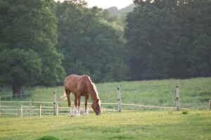 ‘We recognise the important role of equine land’: what the Government’s long-term land use plans could mean for horse owners