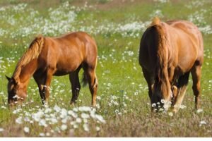 Top Farrier Aprons for Maximum Flexibility and Comfort