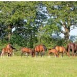 Horse welfare what horses need showing natural behavior and care