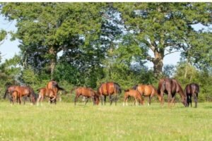 ‘Ask the question every day’: why welfare is what horses need – not what we think they need