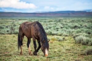 Do’s and Don’ts of Trimming Hooves: Essential Guide for Safe Practice