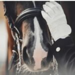 good life for sport horses from start to end with proper care