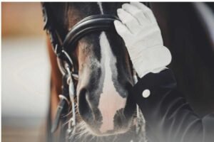 New vision for a good life for sport horses from the start to the very end