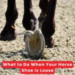 What to Do When Your Horse Shoe Is Loose