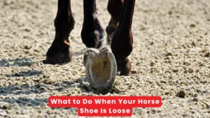 What to Do When Your Horse Shoe Is Loose