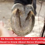 Why Do Horses Need Shoes Everything You Need to Know About Horse Shoeing