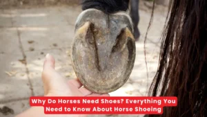 Why Do Horses Need Shoes? Everything You Need to Know About Horse Shoeing