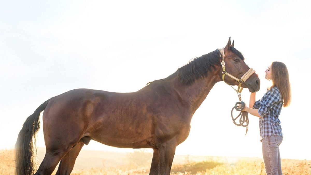 Future-ready farrier apron with smart and sustainable features