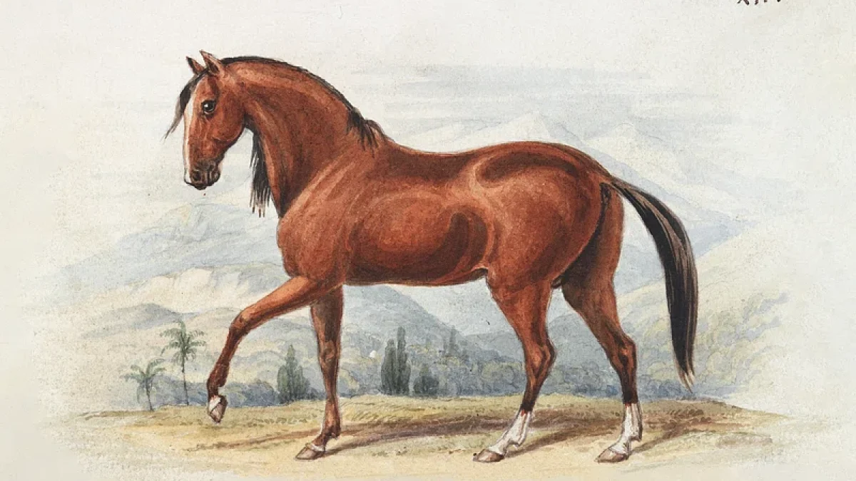 Ferrari Challenge North America – high-speed Ferrari race cars on track