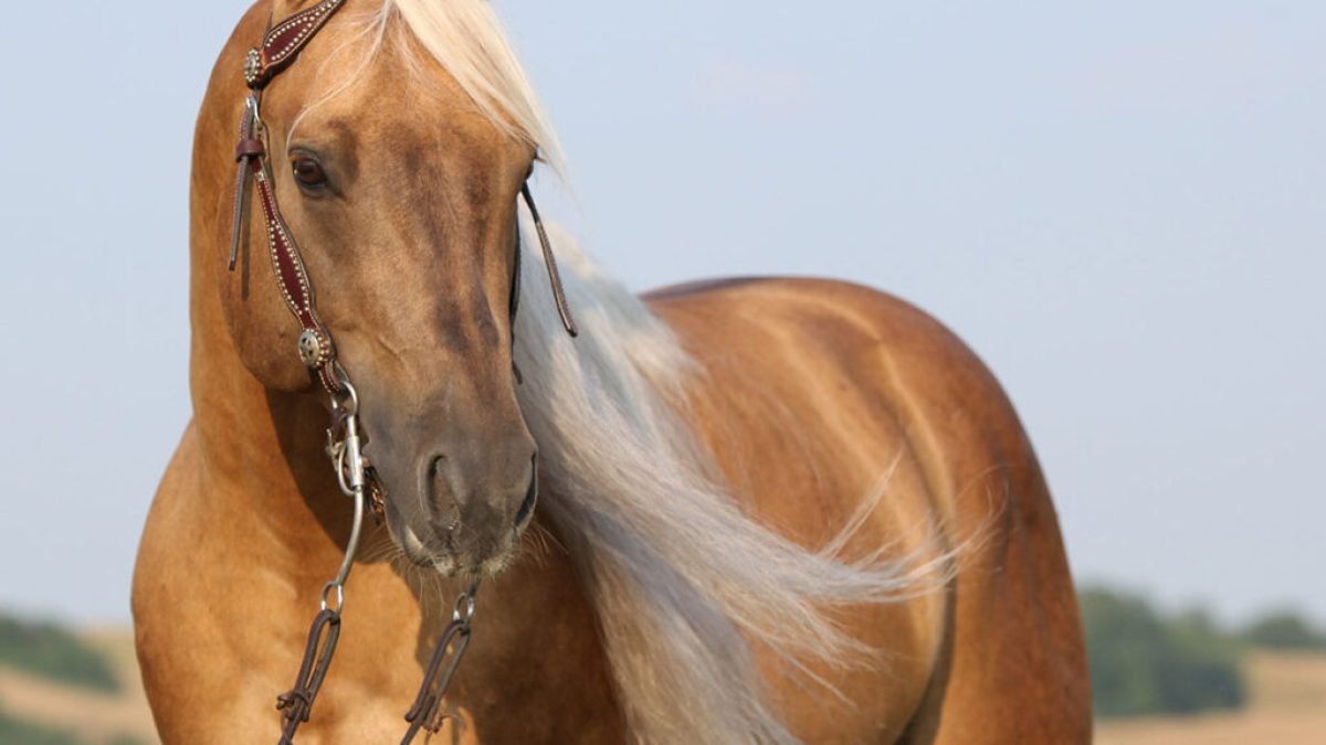 Modern stable using manure-to-energy renewable technology