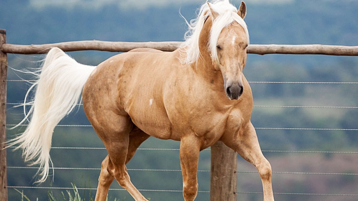 Ballaghmor Class with Oliver Townend at Defender Burghley