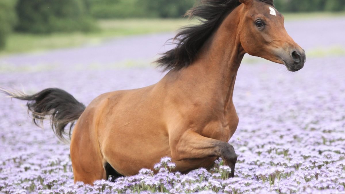 Veterinary performing gastroscopy to diagnose ulcers in a horse