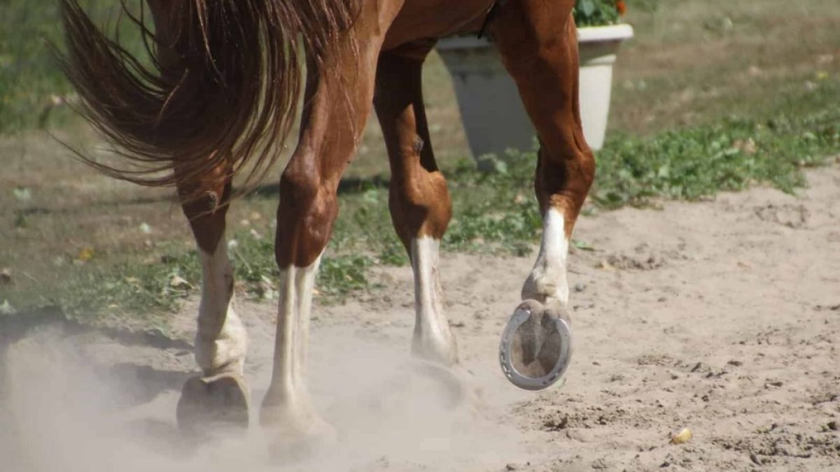 Equine saliva testing for early horse health detection