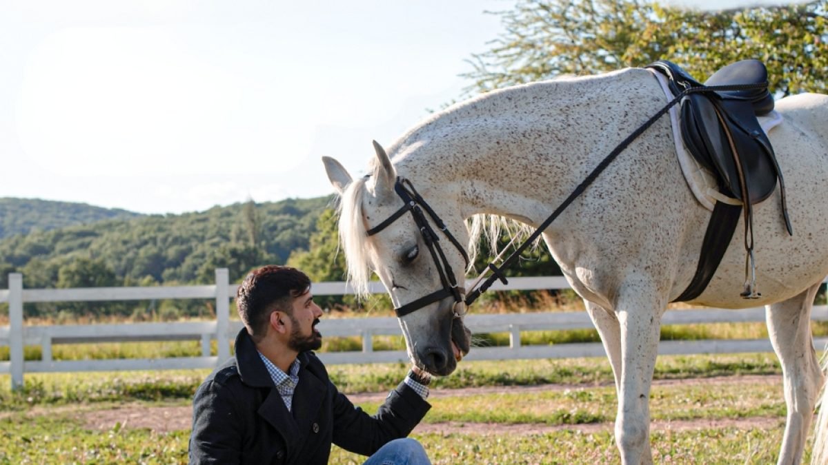 Farrier using a hoof knife to open and drain a hoof abscess safely