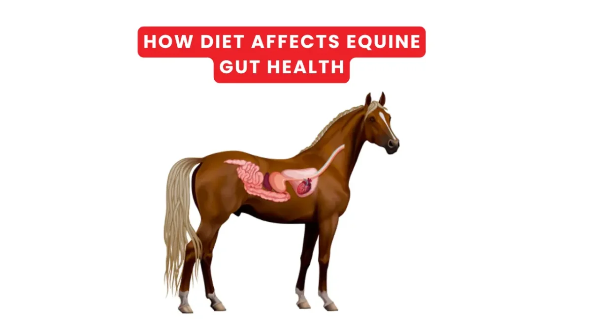 How Diet Affects Equine Gut Health