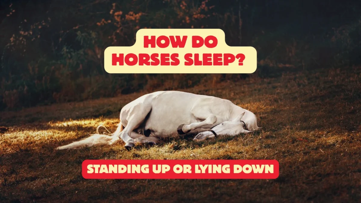 How Do Horses Sleep Standing Up or Lying Down
