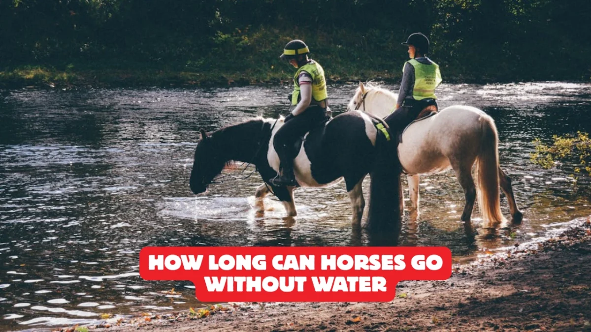 How Long Can Horses Go Without Water