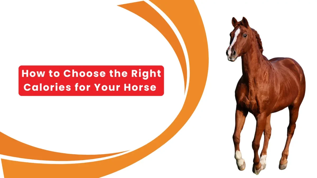 How to Choose the Right Calories for Your Horse
